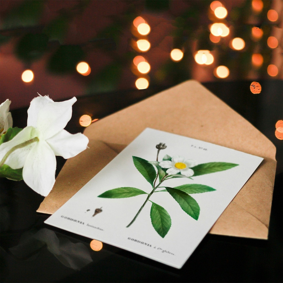 image 1 of Pierre-Joseph Redouté Art Card Gordonia Tree Loblolly Bay Flowers
