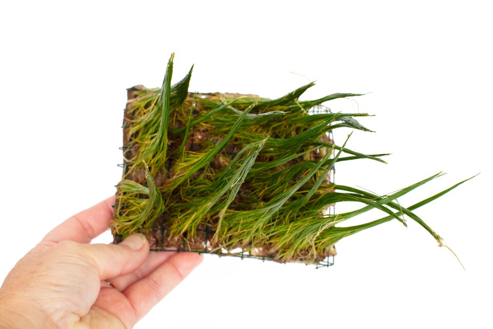 image 1 of Dwarf Hairgrass (Eleocharis parvulus) - Live Aquarium Plant for Foreground & Carpeting, No CO2 Needed - Fish Tank Plant