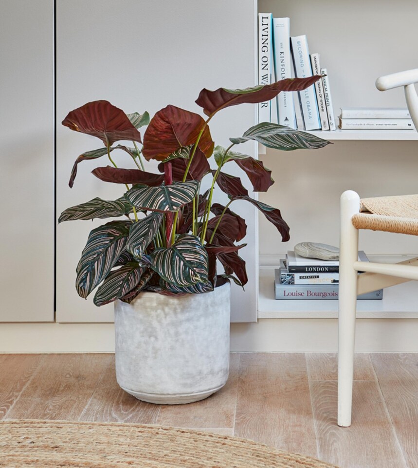 image 1 of Tivoli Planter - Cement - L26 x W26 x H25 cm - Earth | Multi