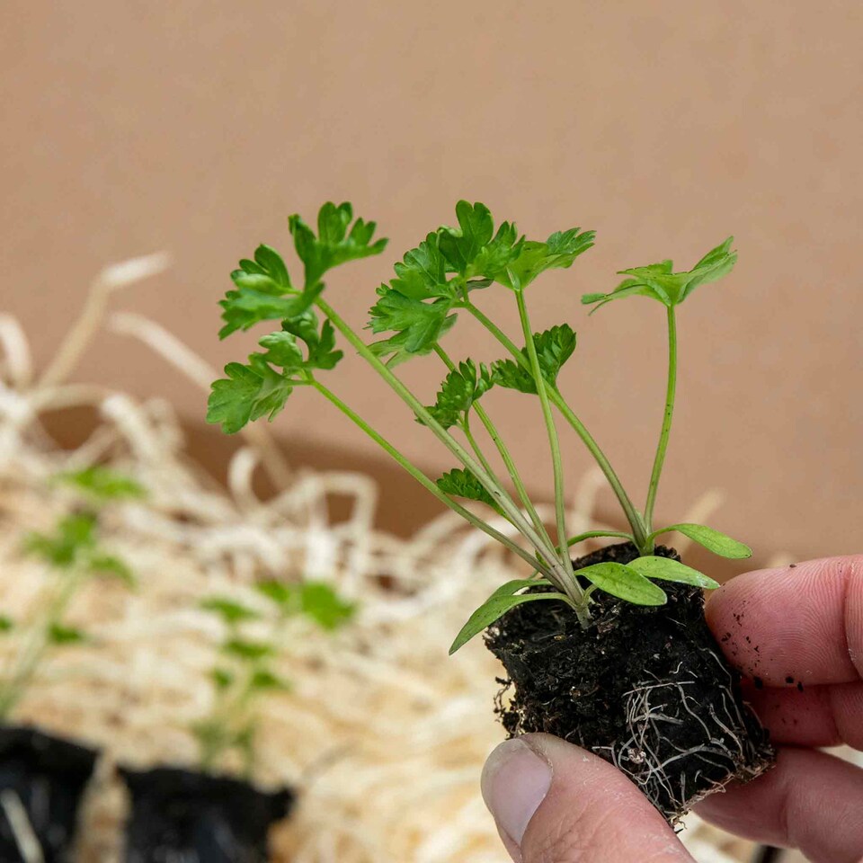 image 1 of Marshalls Garden Parsley 'Moss Curled'