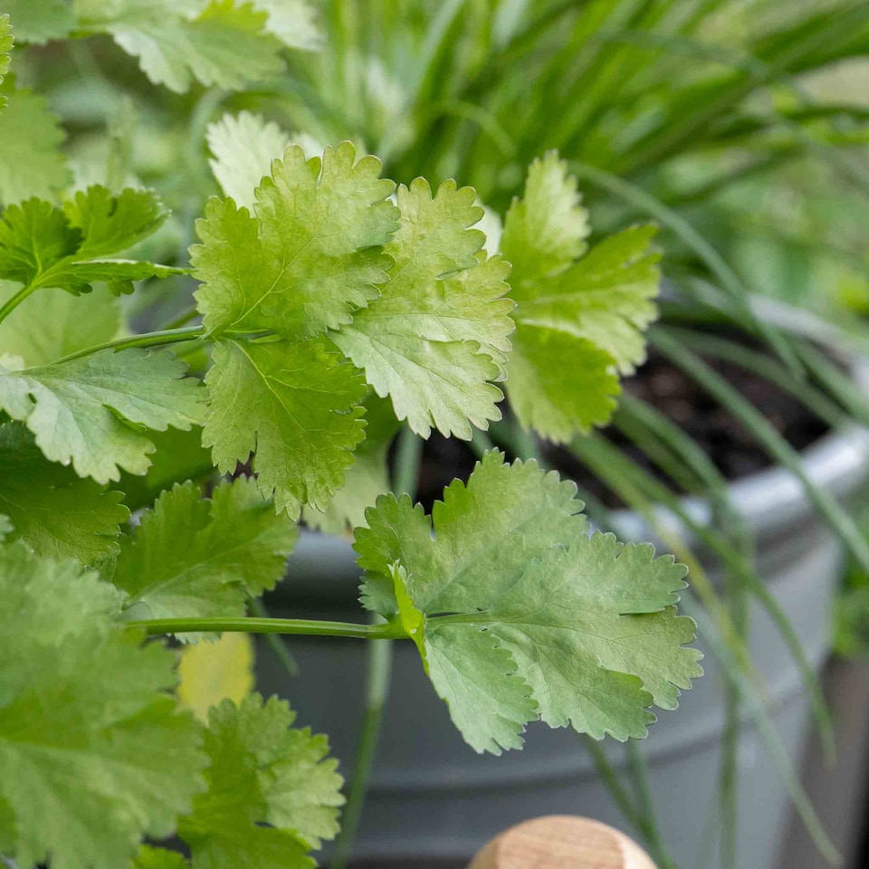 image 1 of Marshalls Garden Coriander Plant - 3 plug plants