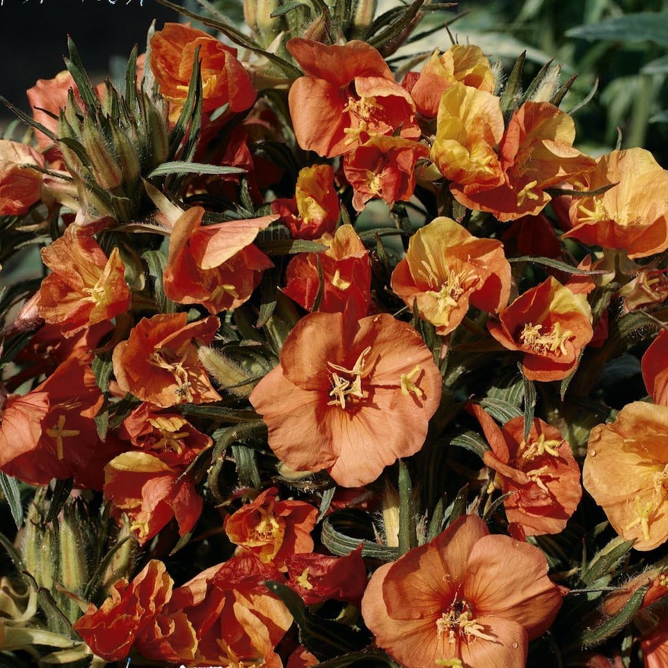 image 1 of Oenothera Sunset Boulevard Perennial Flowers Tangerine to Crimson Blooms 1x 1L Potted Plant
