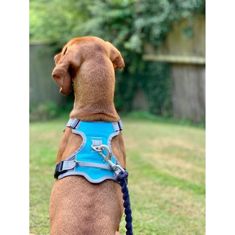 image 1 of Henry Wag Travel Dog Harness - Blue/Grey - Large