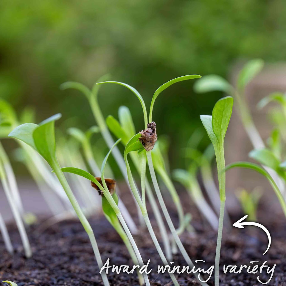 image 1 of Marshalls Garden Parsnip Seeds 'Albion' F1 - RHS AGM, 400 Seeds