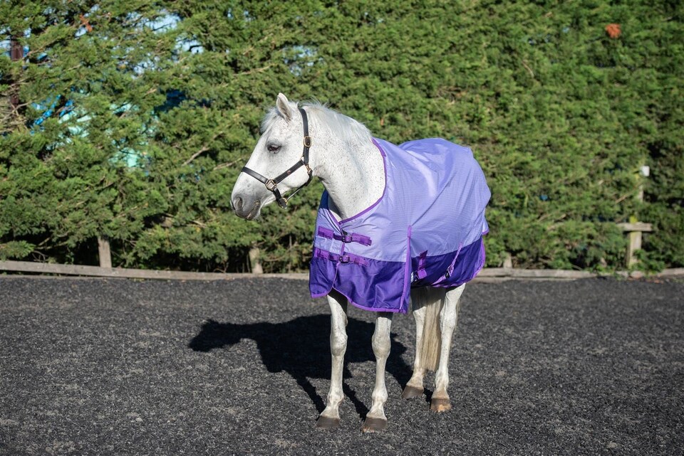 image 1 of eQuitack 600D Waterproof Horse Turnout Rug 50g Fill Regular Neck Lavender/Purple 6'6''
