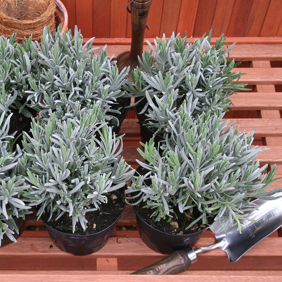 Set of 3 Common Lavender Herb Plant Lavandula Angustifolia 9cm Pot | Green | Green | 9cm Pot | 3