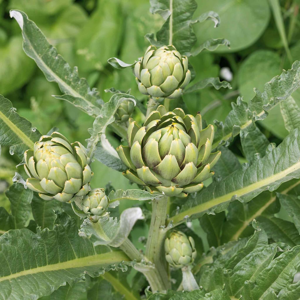 image 1 of Marshalls Garden Artichoke Seeds Green Globe, 35 Seeds