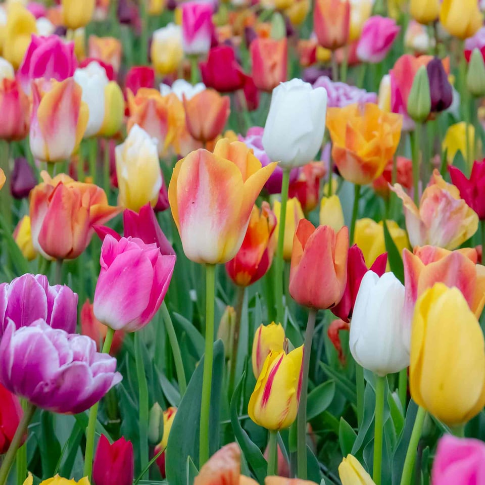 image 1 of Marshalls Garden Tulip Bulbs Mixed Border Collection, 50 Bulbs
