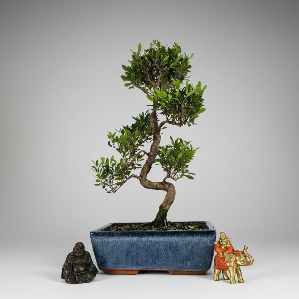 Yorkshire Bonsai Brush Cherry (Syzygium) Bonsai Tree Shaped In 25cm Pot