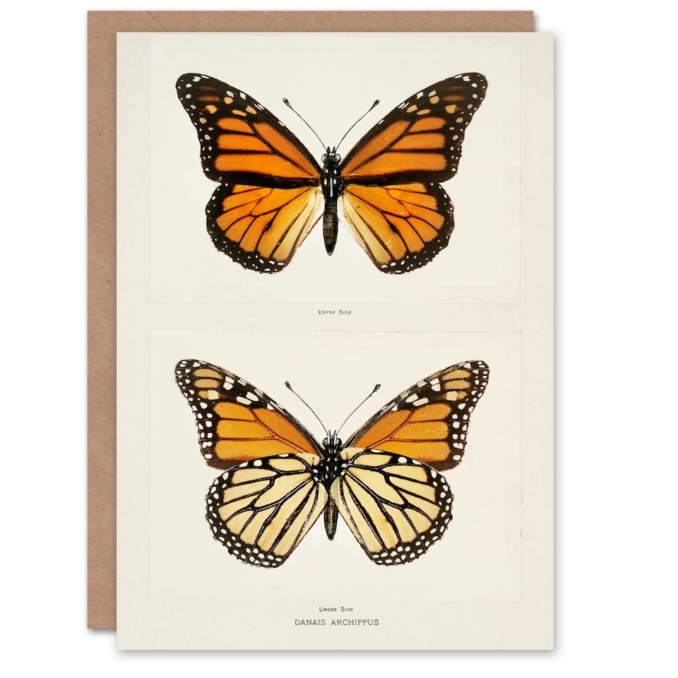 image 1 of Sherman Denton Art Card Monarch Butterfly Vintage Illustration