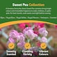 image 5 of Pronto Seed Flower Bumper Pack - 24 Varieties, Over 3,100 Flower Seeds for Beds, Pots and Baskets