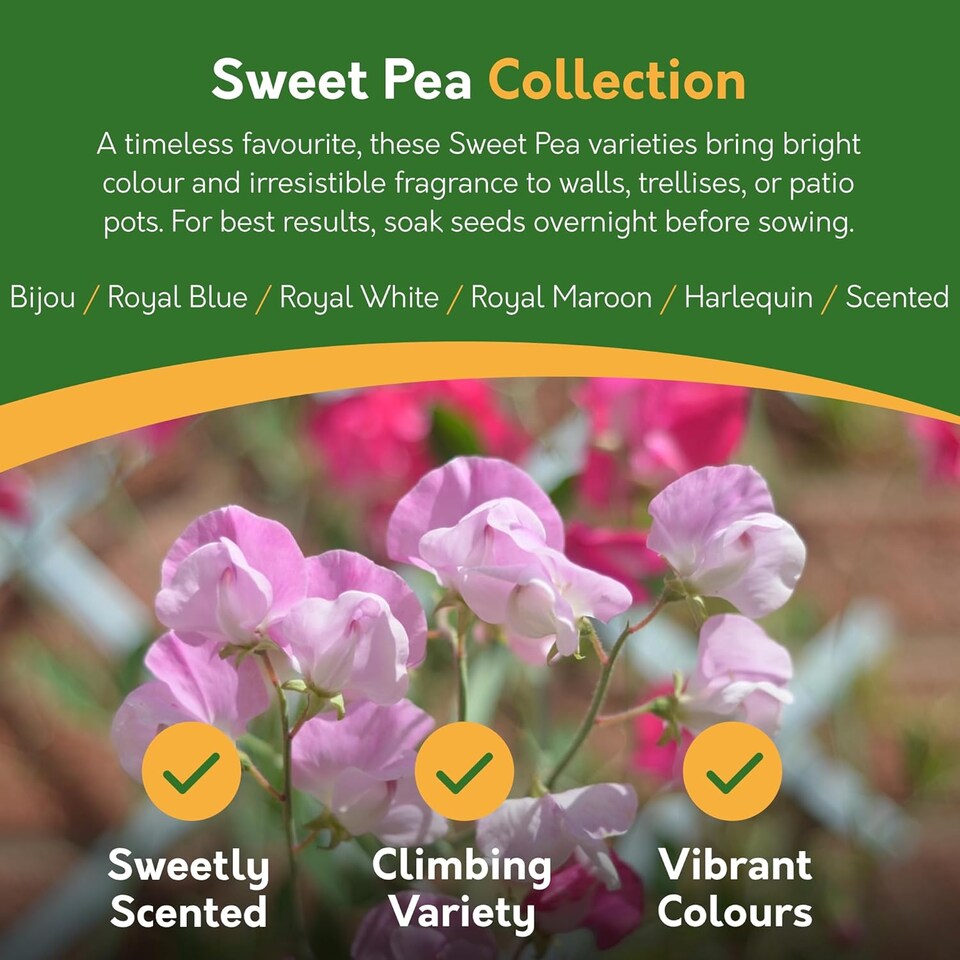 image 1 of Pronto Seed Flower Bumper Pack - 24 Varieties, Over 3,100 Flower Seeds for Beds, Pots and Baskets