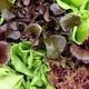 image 3 of Carbeth Plants Lettuce Mixed Vegetable Plant - 6 pack - Easy Grow Kitchen Garden
