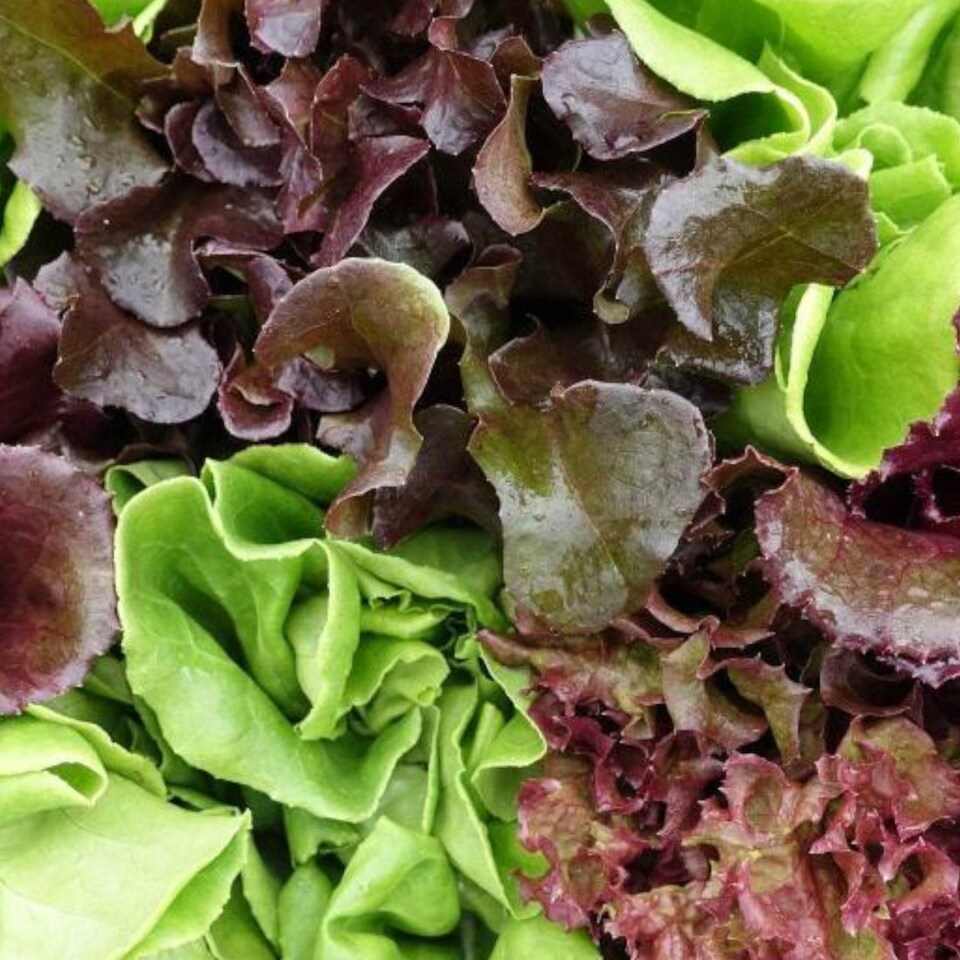 image 1 of Carbeth Plants Lettuce Mixed Vegetable Plant - 6 pack - Easy Grow Kitchen Garden