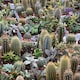 image 9 of Vitax Cacti & Succulent Liquid Feed Concentrate Fertiliser Healthy Growth 250ml