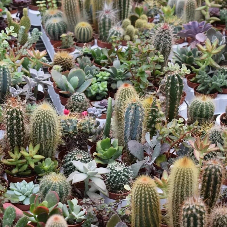 image 1 of Vitax Cacti & Succulent Liquid Feed Concentrate Fertiliser Healthy Growth 250ml