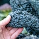 image 3 of Marshalls Garden Kale Seeds Cavolo Nero - 550 Seeds | Green | Green-Black