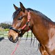 image 3 of Rhinegold Softee Leather Padded Headcollar Brown | Colour: Brown/Brown
Size: Pony