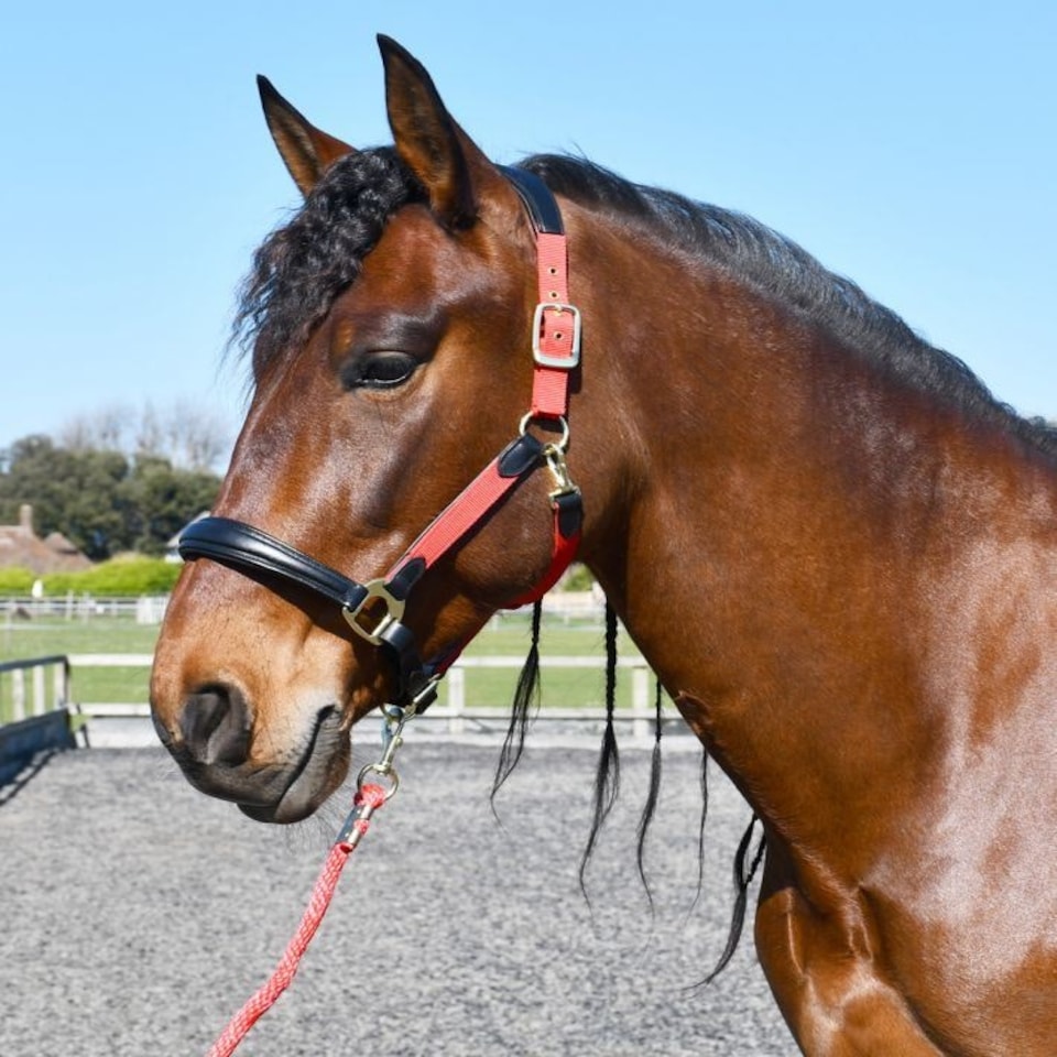 image 1 of Rhinegold Softee Leather Padded Headcollar Brown | Colour: Brown/Brown
Size: Pony