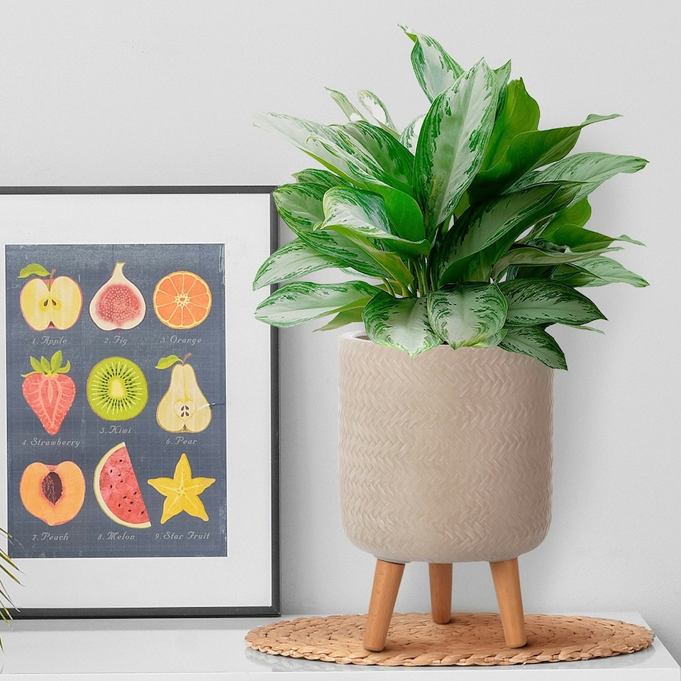 image 1 of Plaited Style Beige Cylinder Planter on Legs, Round Pot Plant Stand Indoor D24 H35 cm, 8.7 ltrs Cap.