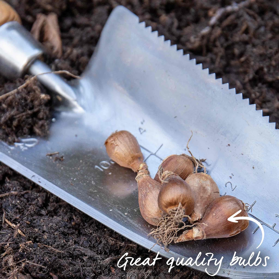 image 1 of Marshalls Garden Galanthus elwesii Snowdrop Bulbs, 10 bulbs (size 5/6)