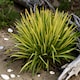 image 3 of Carbeth Plants 2 x Yucca Filamentosa Colour Guard in 9cm Pot - Variegated Needle Palm