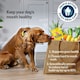 image 4 of 140 Pedigree Dentastix Daily Adult Small Dog Treats Dental Sticks Dog Chews