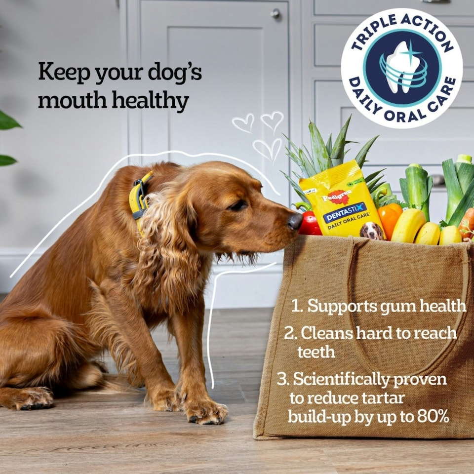 image 1 of 140 Pedigree Dentastix Daily Adult Small Dog Treats Dental Sticks Dog Chews