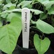 image 2 of Garland Plant Labels Plastic Outdoor Pack of 25 Durable 15cm (6")