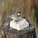 image 3 of Suet To Go Berry Suet Block Wild Bird Treat, 10 x 300 g,Packaging may vary