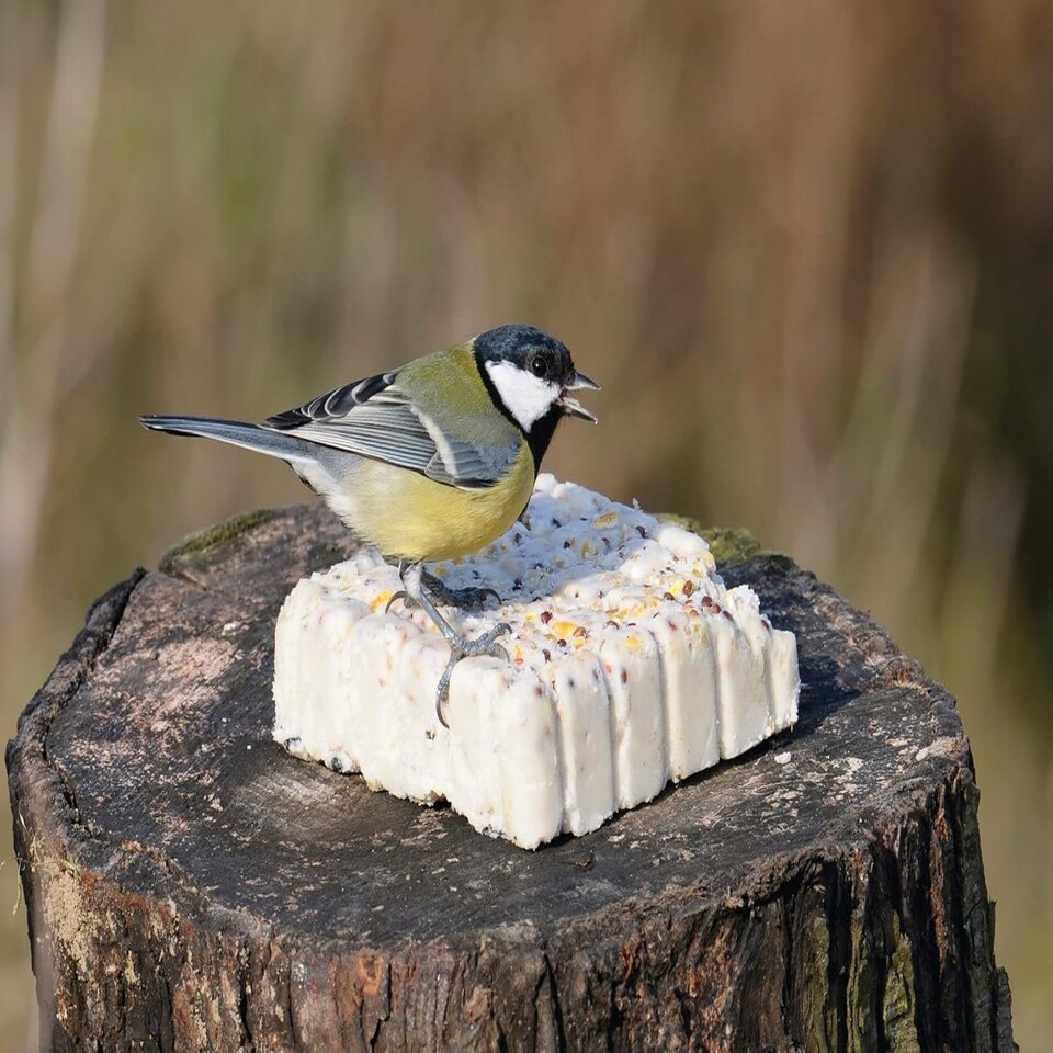 image 1 of Suet To Go Berry Suet Block Wild Bird Treat, 10 x 300 g,Packaging may vary