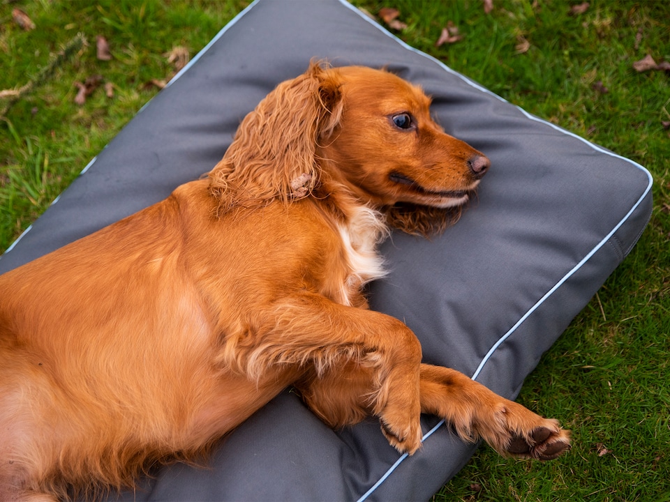 image 1 of Henry Wag Brecon Adventure Bed, Waterproof Pillow Bed, Size X-Large | Grey | Grey | XL | 1