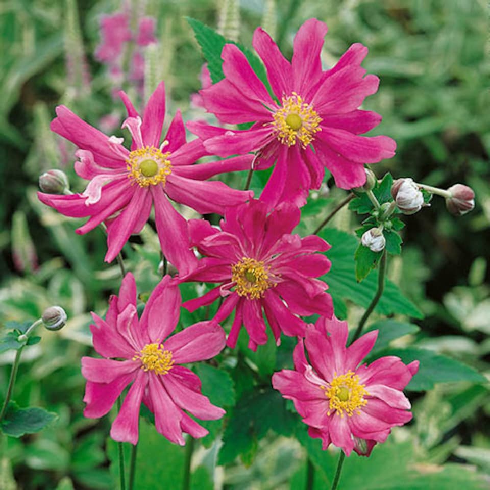 image 1 of YouGarden Hardy Japanese Anemone Collection, Set of 3 Established Plants, 9cm Pots, Long-Flowering, Pollinator-Friendly