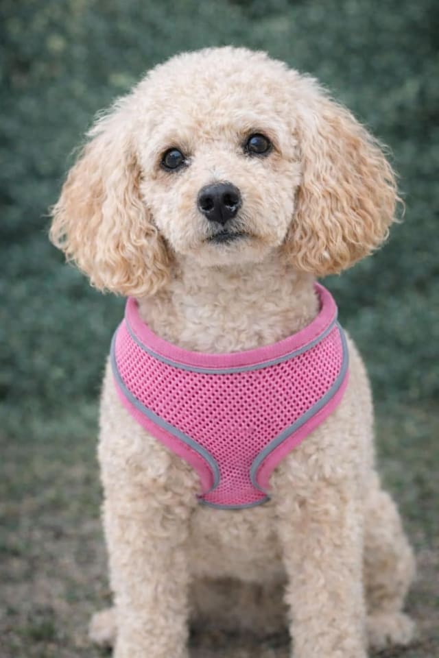 image 1 of No-Pull Dog Harness – Reflective Adjustable Mesh Vest for Dogs – Lightweight, Padded & Breathable – Easy Fit for Walking or Training – Multiple Sizes & Colours