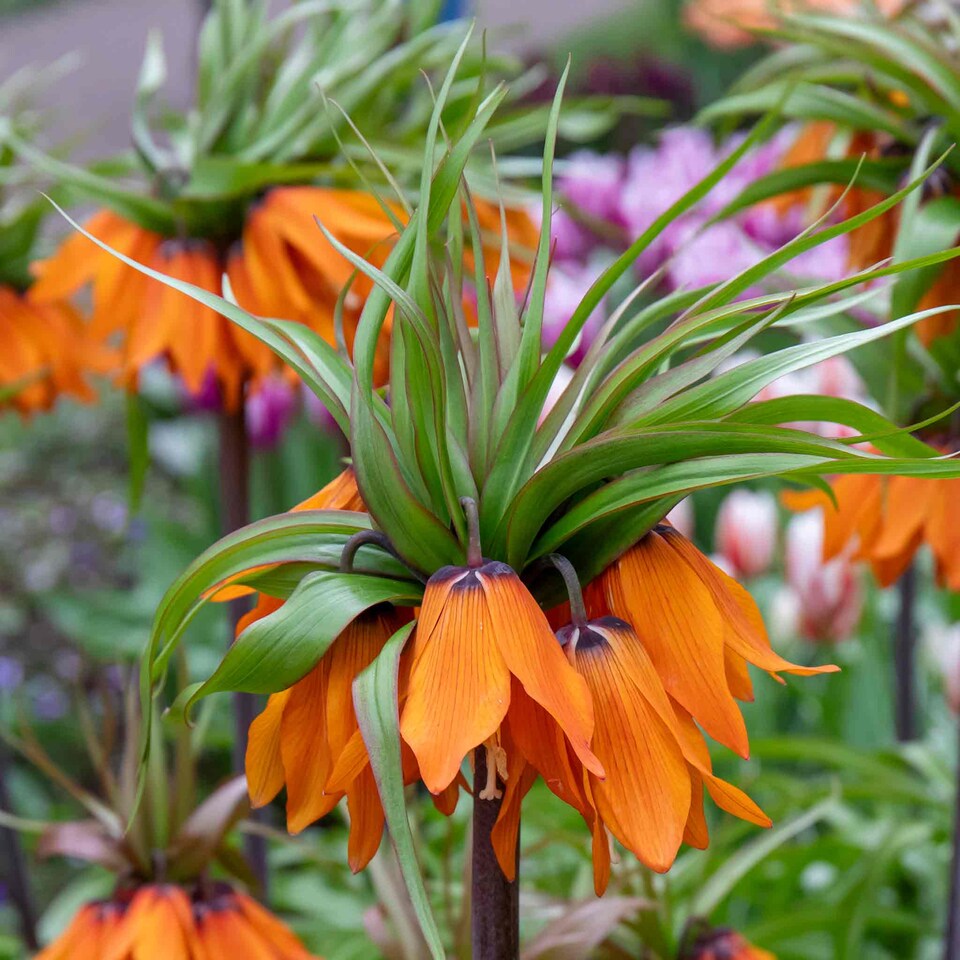image 1 of Marshalls Garden Fritillaria imperialis 'Rubra' (Crown Imperial) 3 Bulbs