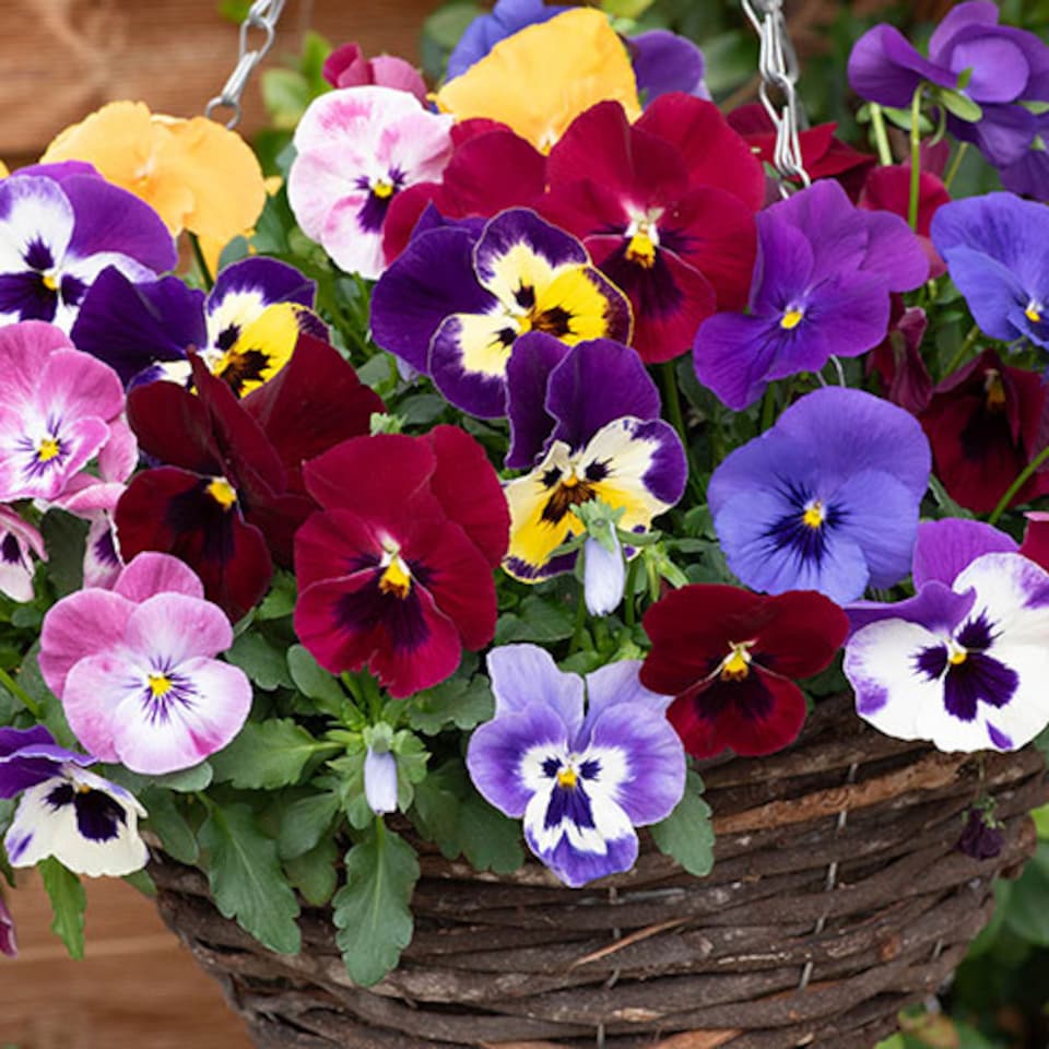 image 1 of YouGarden Pansy 'Top Wave', Trailing Variety, 20 x Garden Ready Plug Plants, Garden Colour, Great for Pots