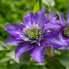 Marshalls Garden Clematis 'Multi Blue' | Blue | Navy Blue | 7cm Plants | 1