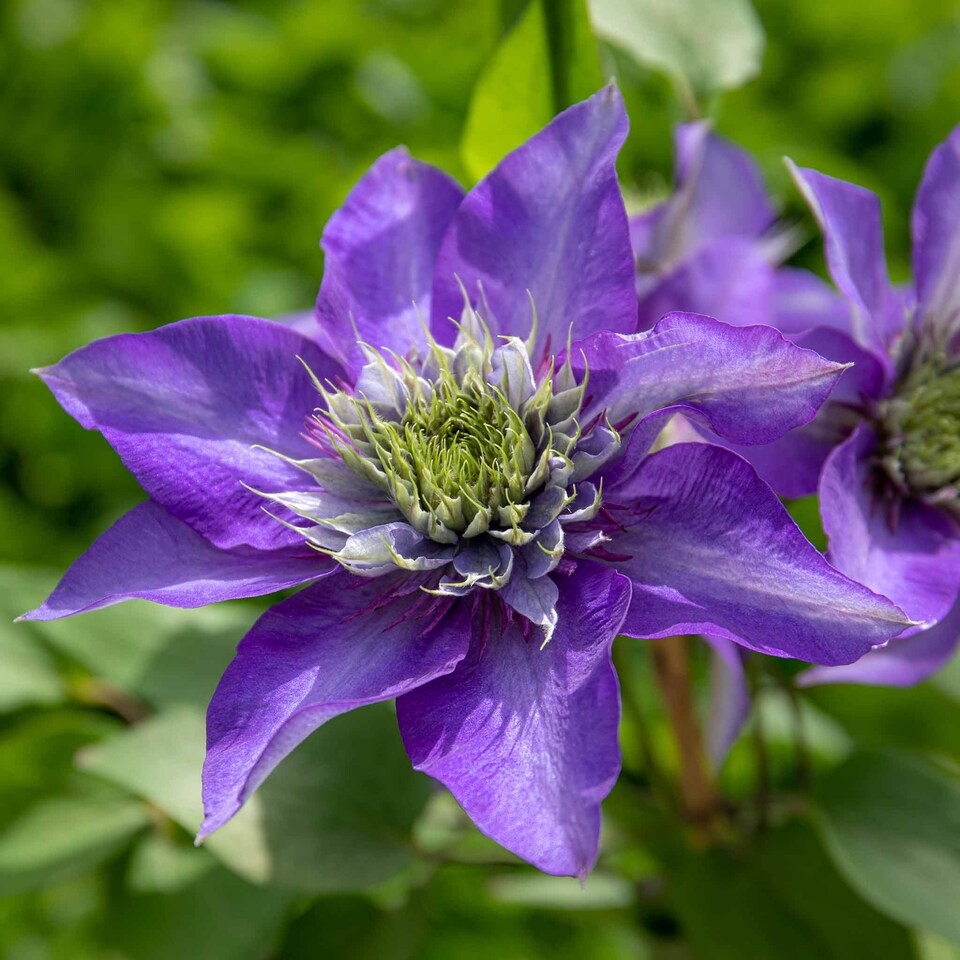 image 1 of Marshalls Garden Clematis 'Multi Blue' | Blue | Navy Blue | 7cm Plants | 1