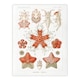 image 1 of Asteroidea Starfish Sea ocean Haeckel Botanical Huge Wall Art Poster 24X32"