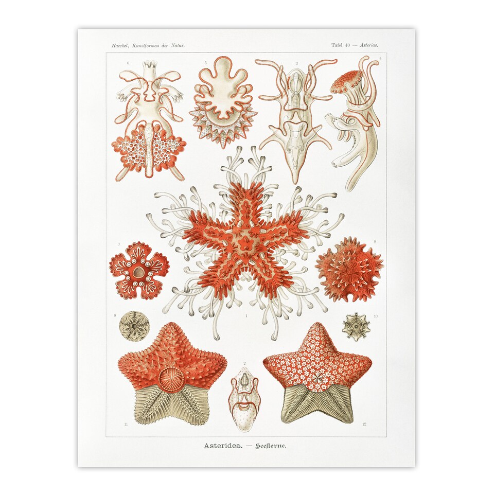 image 1 of Asteroidea Starfish Sea ocean Haeckel Botanical Huge Wall Art Poster 24X32"