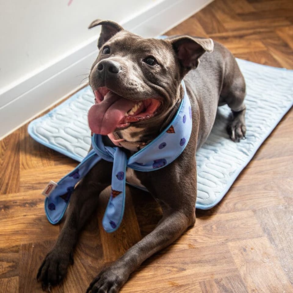 image 1 of Rosewood Medium Cooling Dog Neckerchief