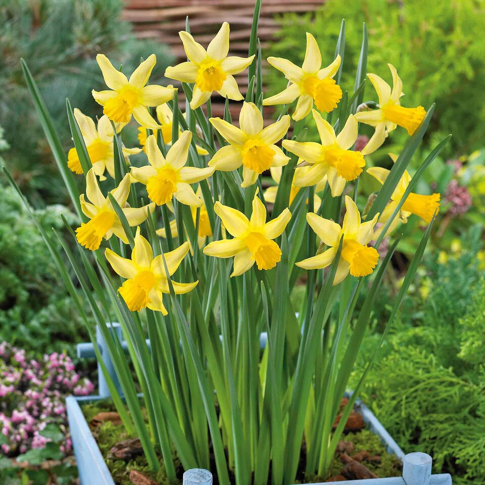 image 1 of Marshalls Garden Daffodil Bulbs 'February Gold' - 10 Bulbs