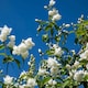 image 2 of Marshalls Garden Philadelphus Virginal Fragrant White Double Flowering Shrub 9cm