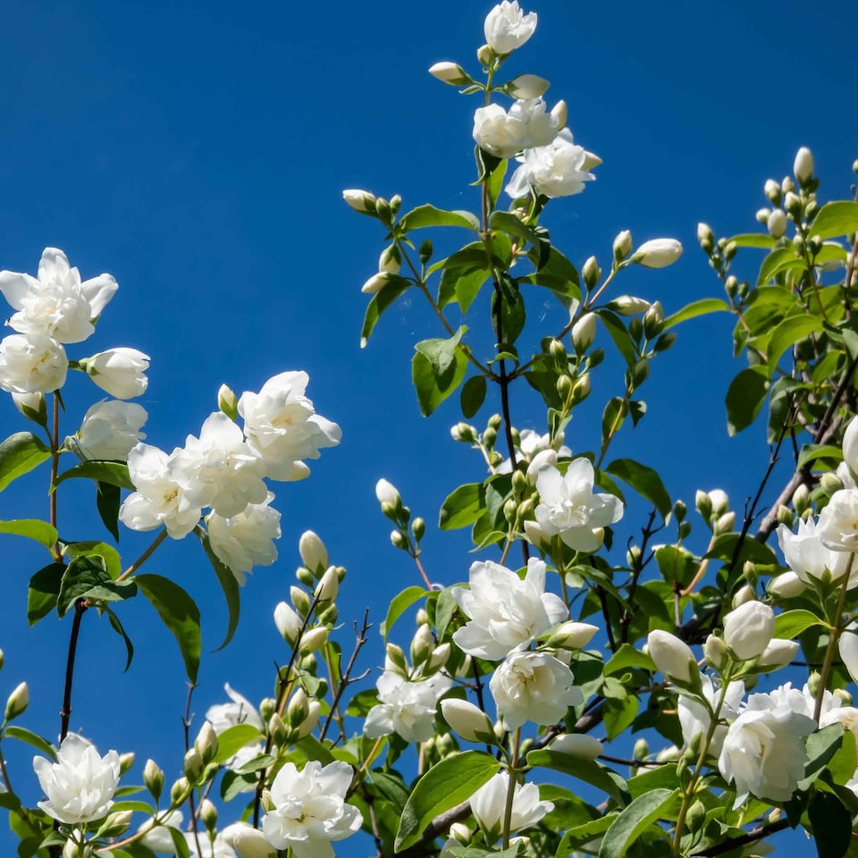 image 1 of Marshalls Garden Philadelphus Virginal Fragrant White Double Flowering Shrub 9cm
