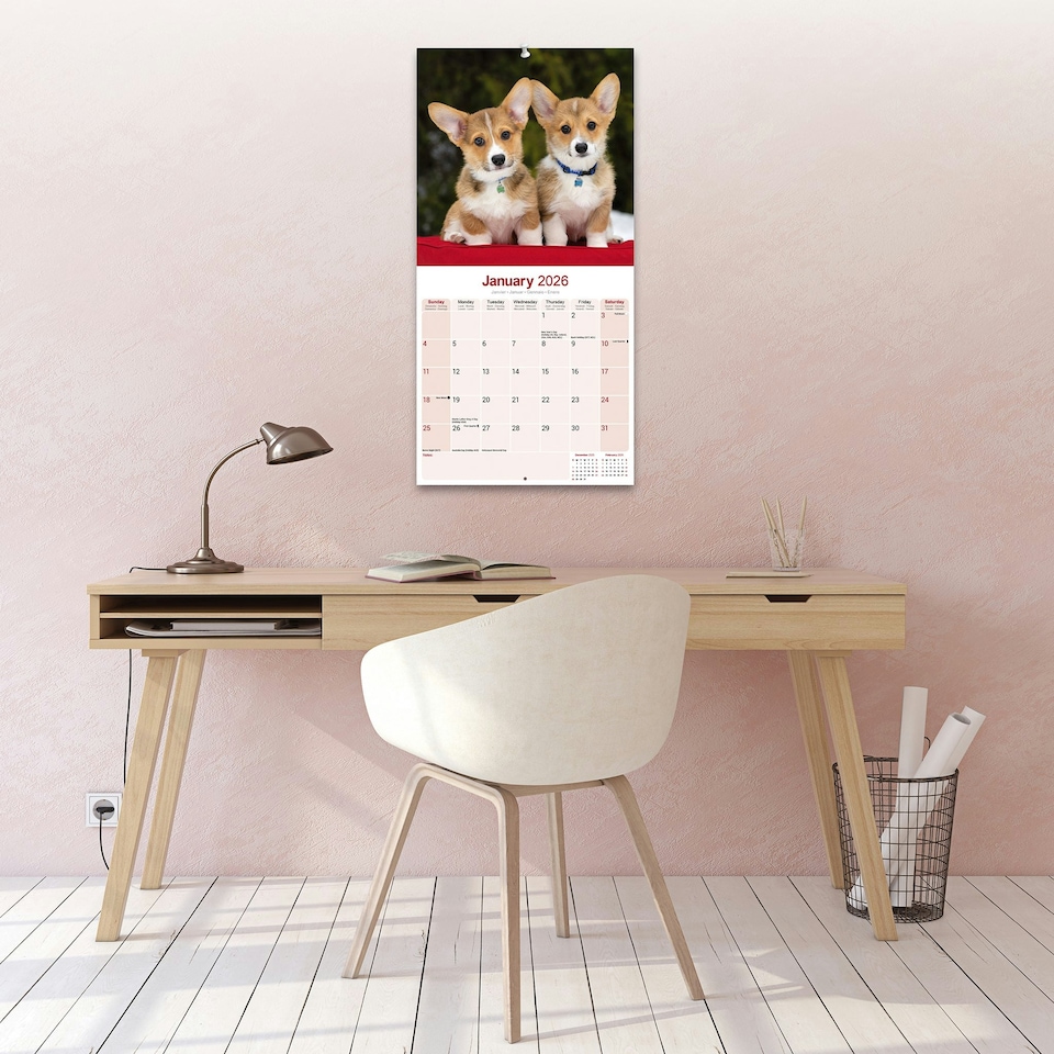 image 1 of Corgi 2026 Calendar | Square Wall Calendar | Dog Breed Gift | Plastic Free Packaging | by Avonside Publishing