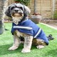 image 2 of Rhinegold Dog Fleece Gold | XXL