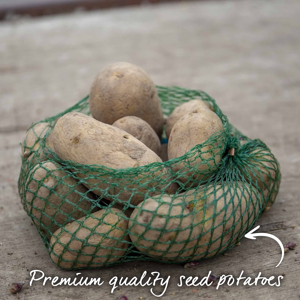 image 1 of Marshalls Garden Seed Potato Christmas Harvest Collection 3 x 1kg. | Multi | 1 x 3kg Tubers