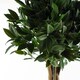 image 2 of Leaf 120cm Bay Tree Laurel UV Resistant Outdoor | Green | 4ft