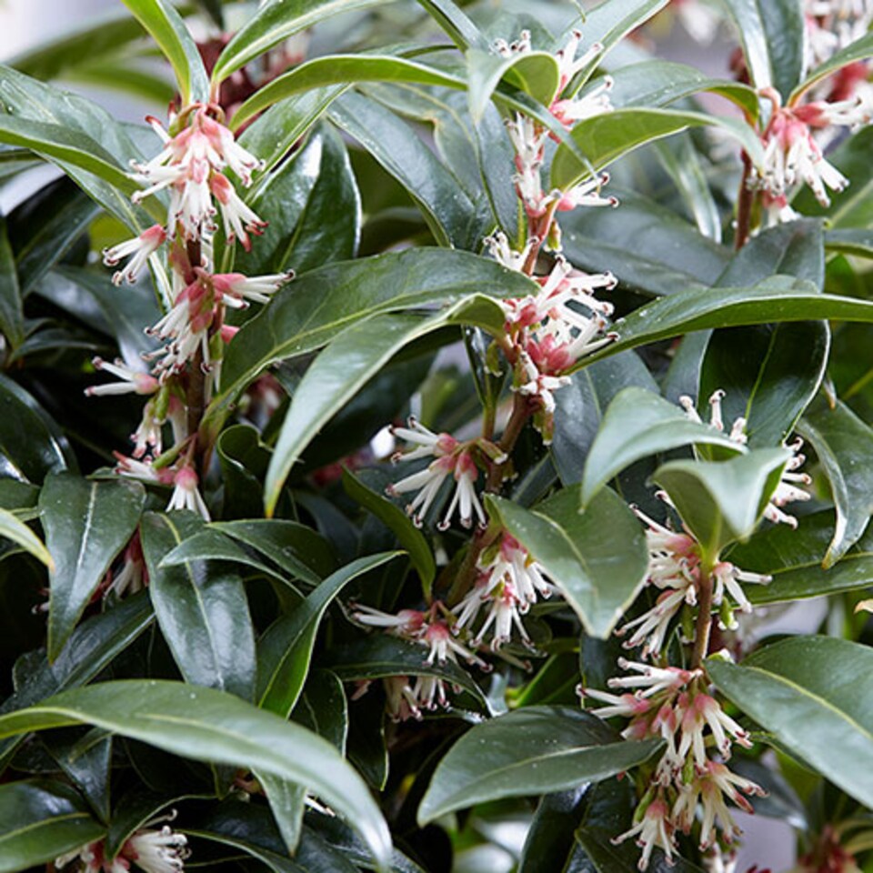 image 1 of Sarcococca hookeriana 'Winter Gem' plant in 15cm pot hardy Evergreen