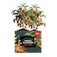 image 9 of Westland Peat Free Multi-Planter Medium 40 Litre